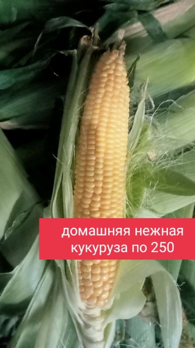 Кукуруза сахарная вкусеая