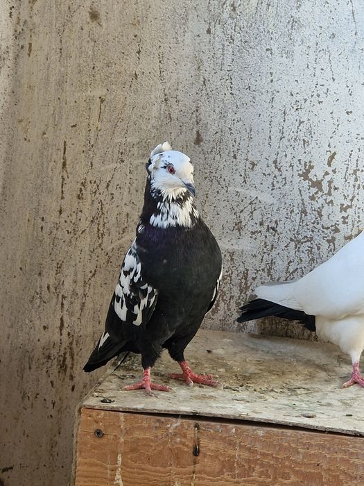 Голуби продам бакинцы иранцы