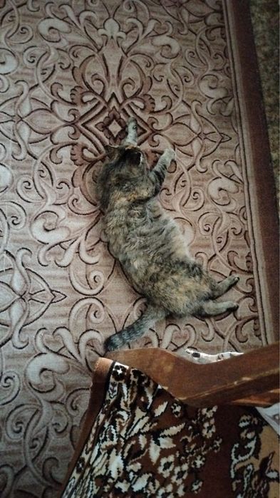 Отдам кошечку в хорошие руки