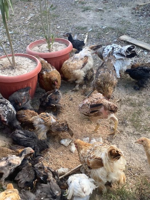 Продам домашних курей