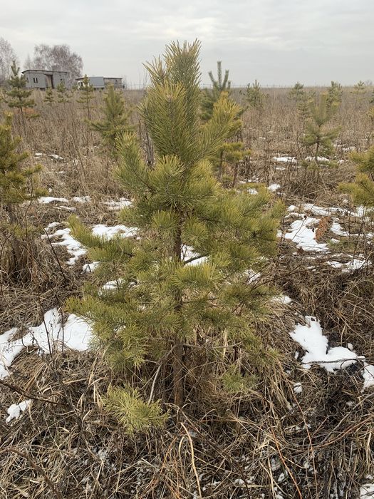 Сосна обыкновенная , продам