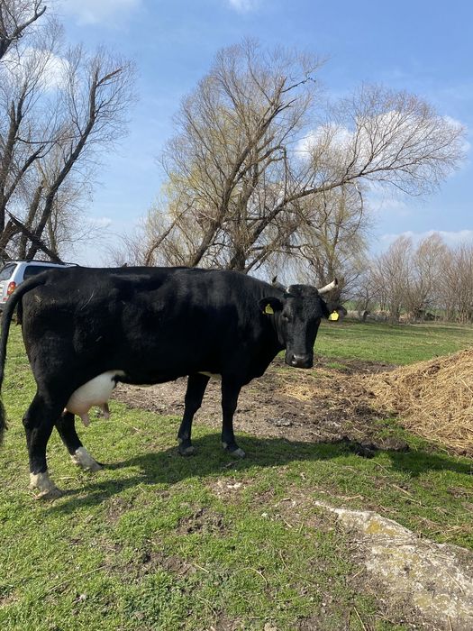 Vand 30 de vaci-junici si vaci de lapte,Holstein&Baltata Romaneasca