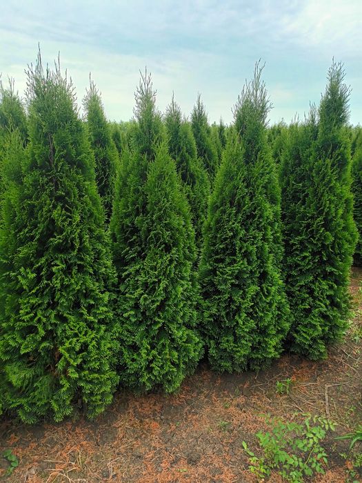 Vând tuia thuja smaragd