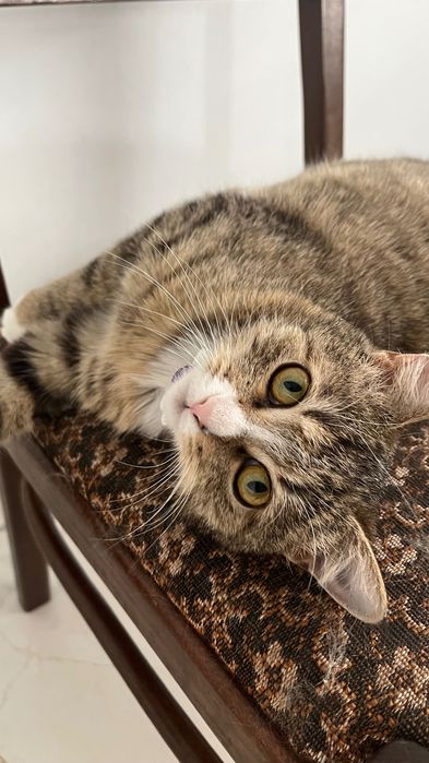 Молодая стерилизованная кошечка в добрые руки