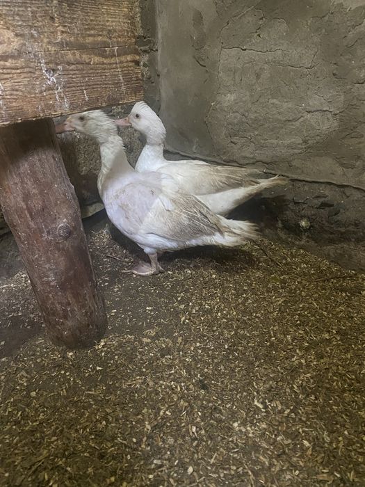 куры, индоутки,Тауық