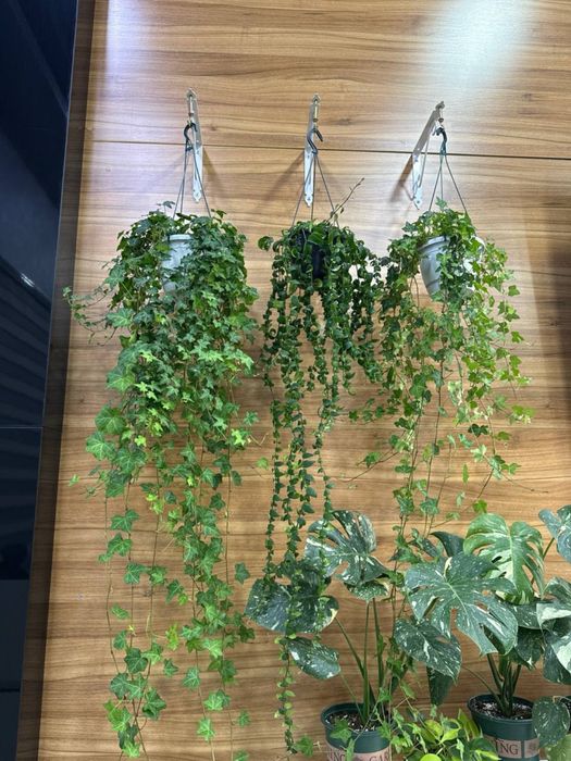 Плющ комнатный цветок