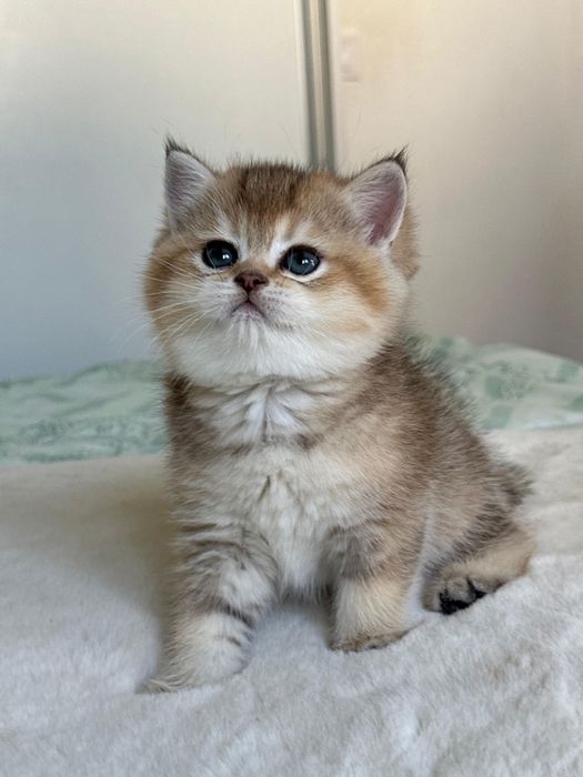 British golden ticked tabby