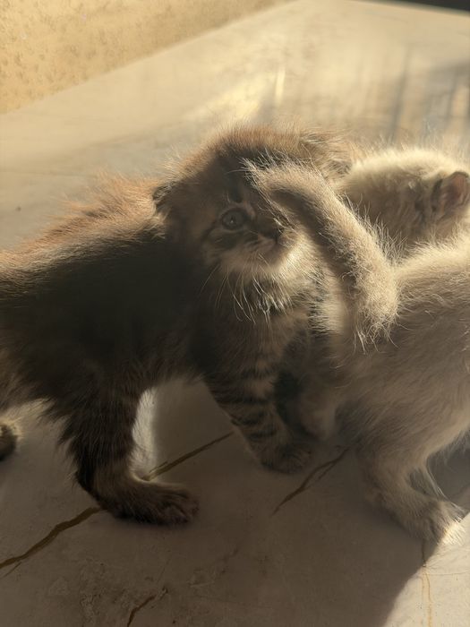 Шотланские котята в продаже
