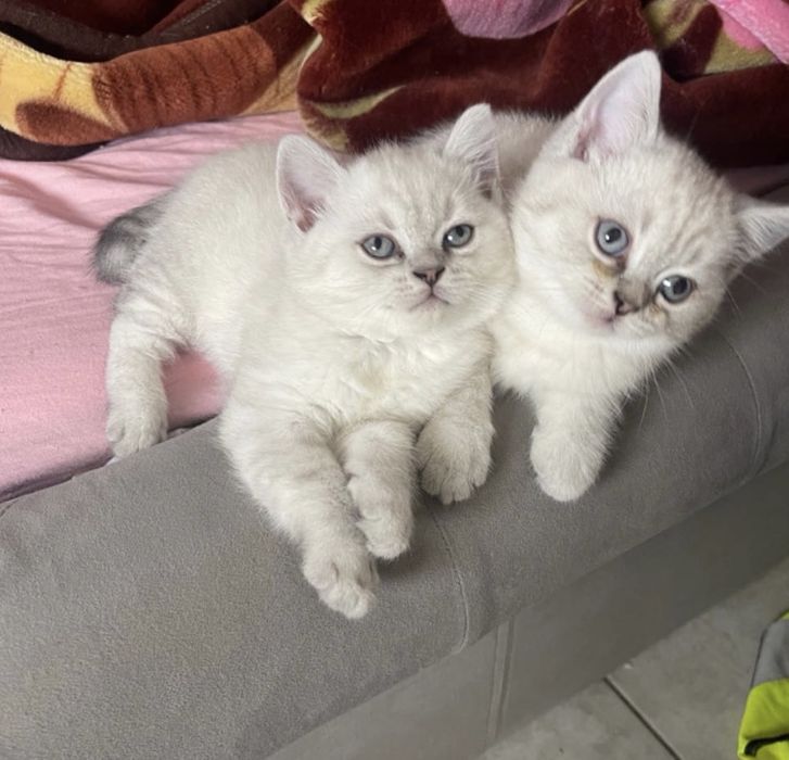 Британка късокосместа