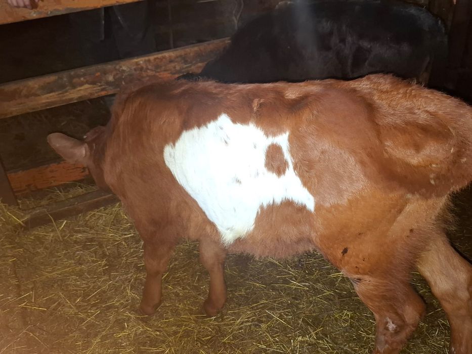 Теленок 2 месяца