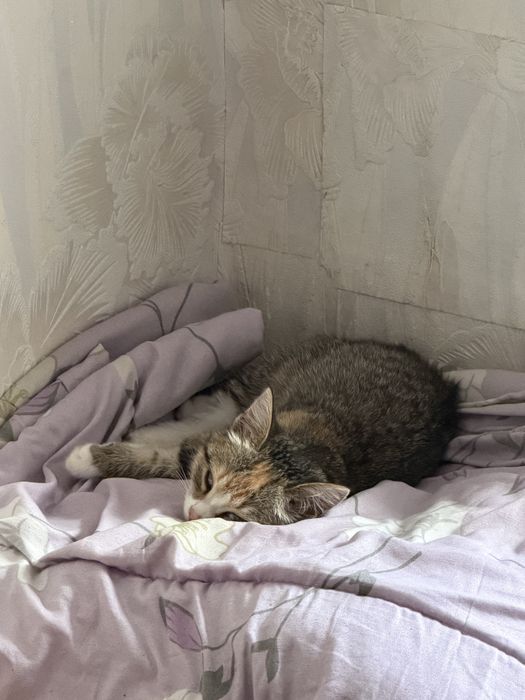 Отдам котенка 3 месяца