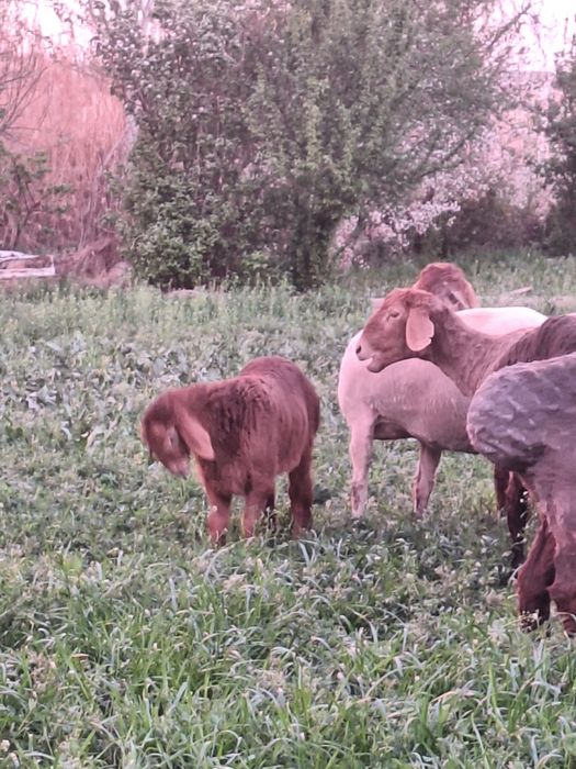 Ona bola  quy sotiladi