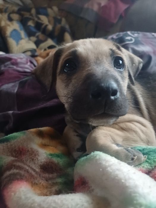 Отдам в добрые руки щенки