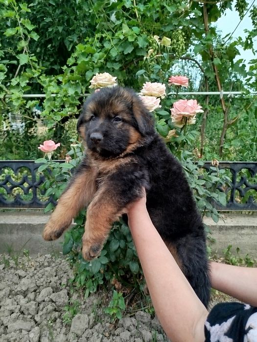 Щенки немецкой овчарки
