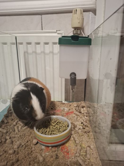 Vand porcusor de Guineea