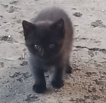 Бесплатно,в добрые ручки