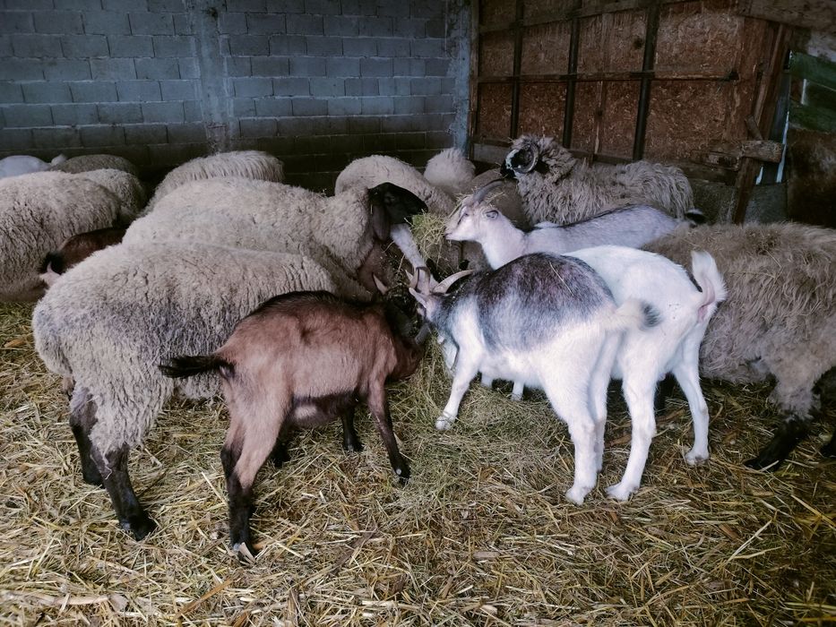 Vând berbecuti pentru protap, metis Suffolk