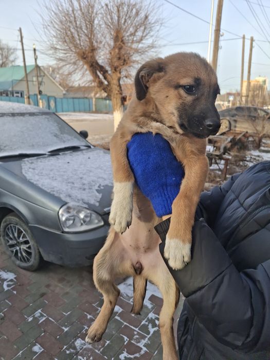 Отдам в хорошие руки