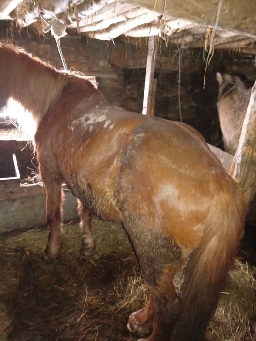 Жылқы ,арба шанаға жүреді