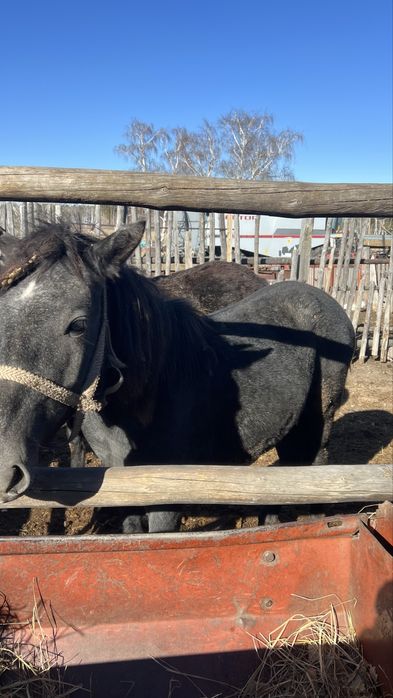 Два тая с откорма