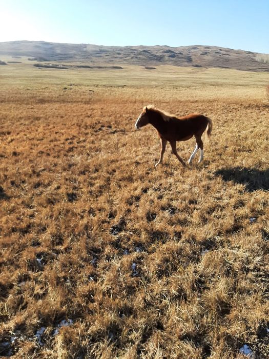 Продам кобылу жирбёнок