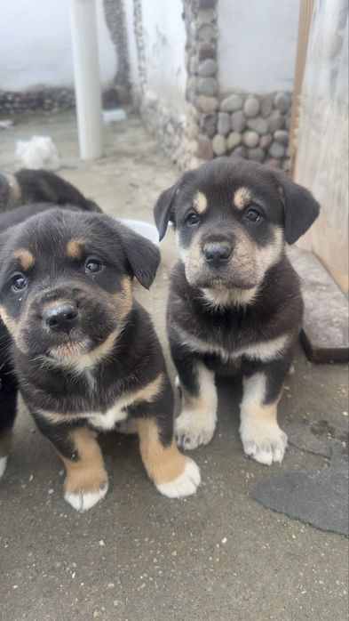 Собака в хорошие руки