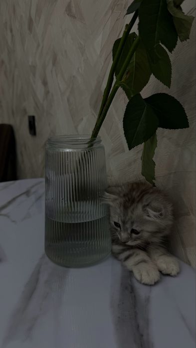 котенок маленкий мальчик