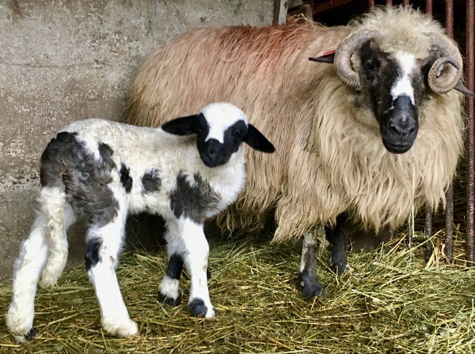 Oi breze cu miei de vânzare