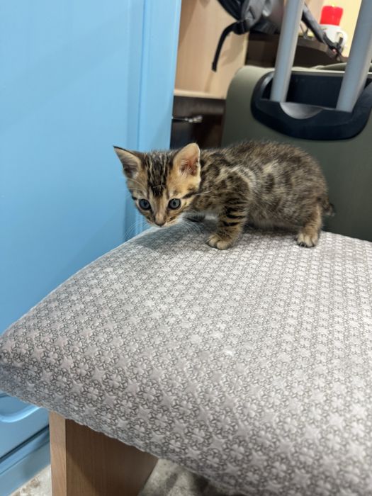 Бенгальские  котята