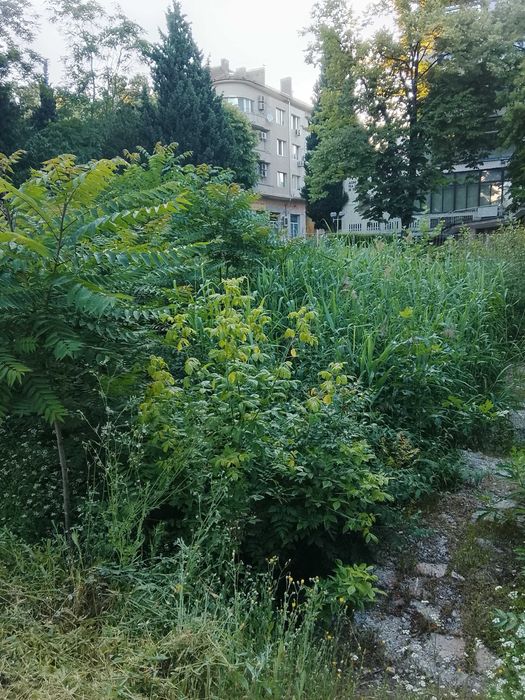 Косене на тревни площи, рязане на дървета и почистване на дворове – Варна