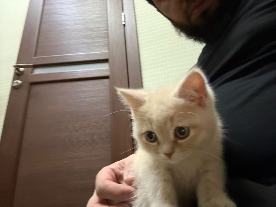 Mushuk bolasi sotiladi