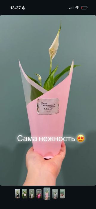 Цветы на подарок тойбастар