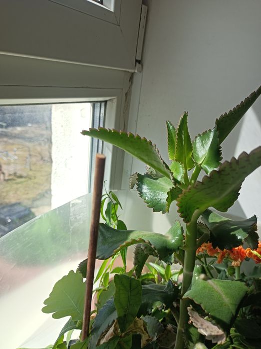 Продам недорого комнатные цветы