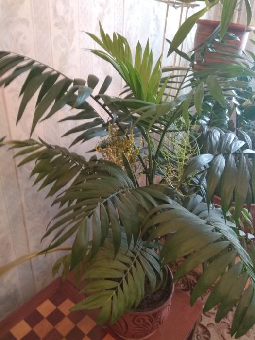 Комнатные цветы., Очень красивые, разные...