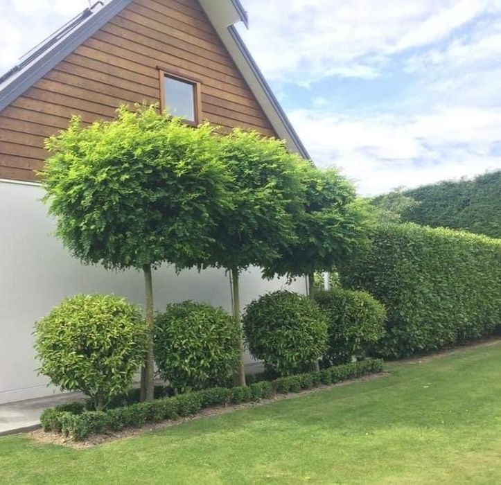 Кълбовидна акация