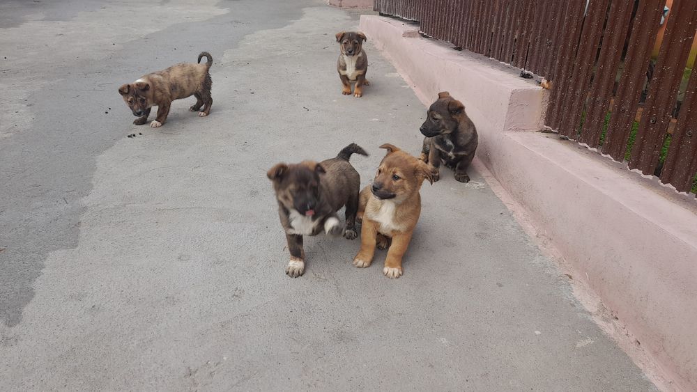 Adoptie pui de caine