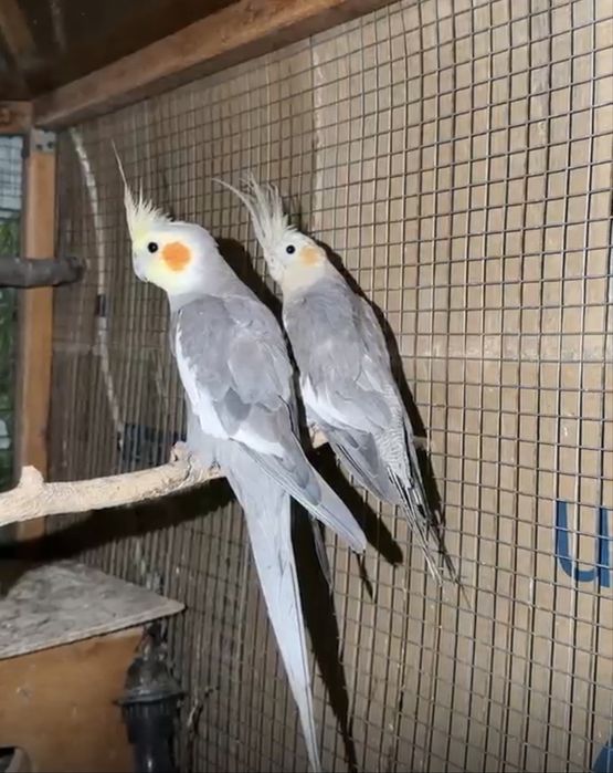 Продам пару корелл