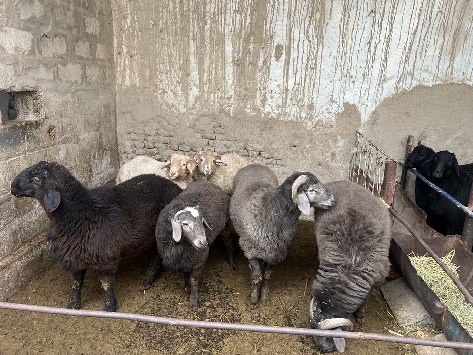 qoy qozilar kelishilgan narxlarda