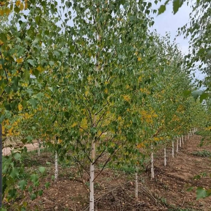 Mesteacăn betula, tei de floare, frasin, carpen, stejar roșu, arțar