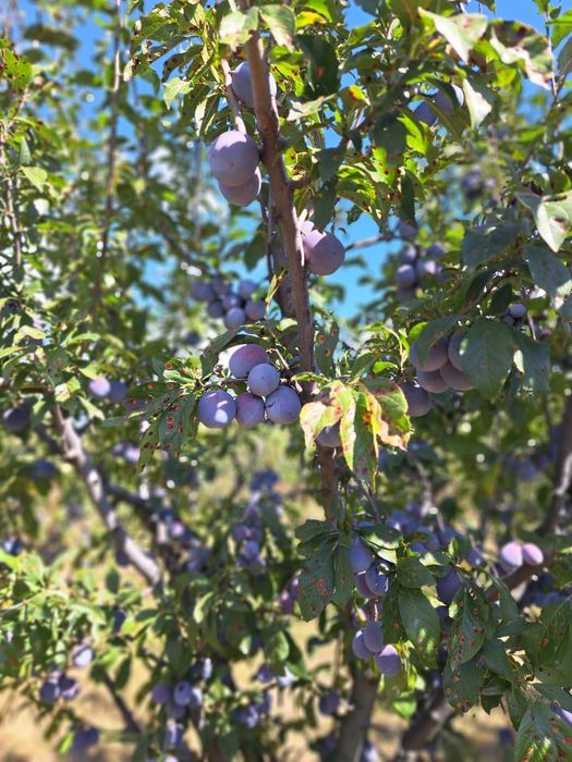 Vand prune Anna Spath calitate superioara
