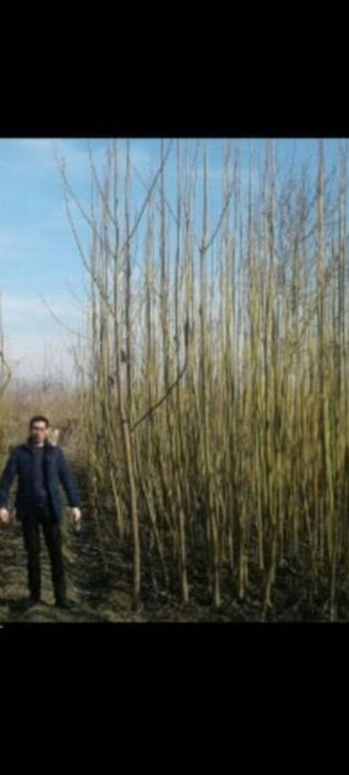 Павловния Шанг тонг