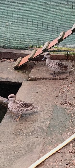 Rate exotice păsări