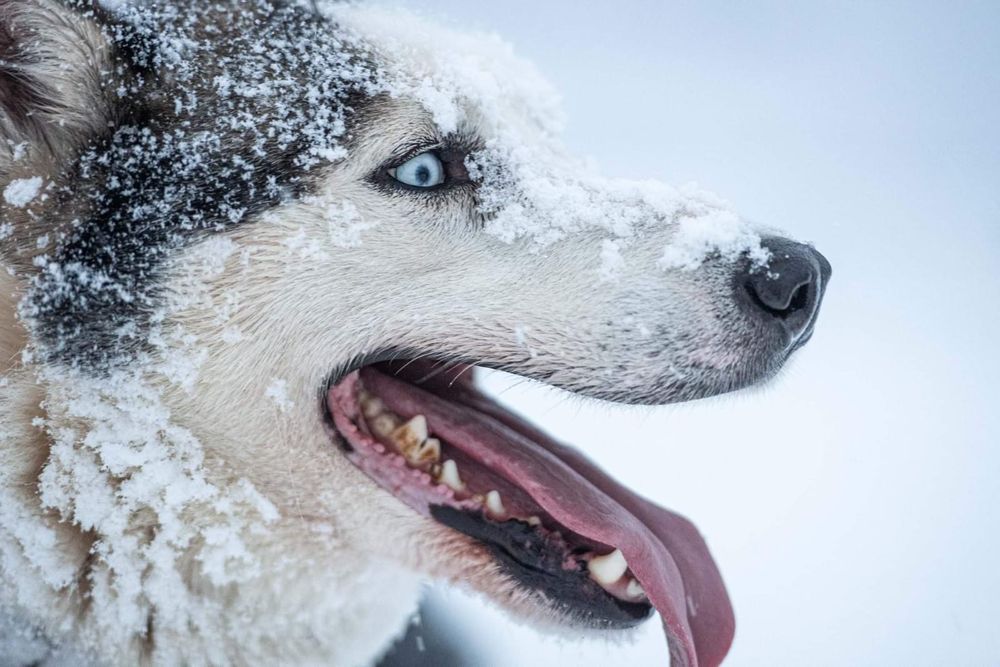 OFERTĂ! Husky Siberian, fetita, la un pret modest