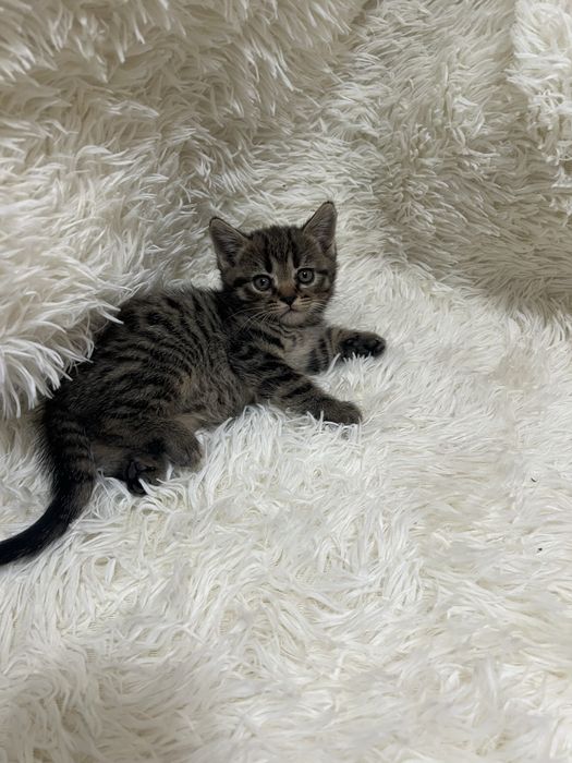 Котята шотлаские