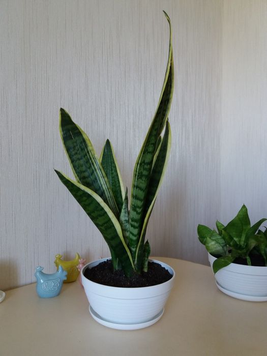 Продам цветы комнатные: звоните