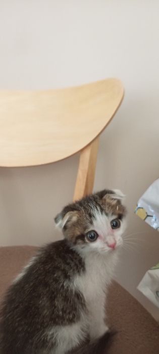 Котёнок вислоухий