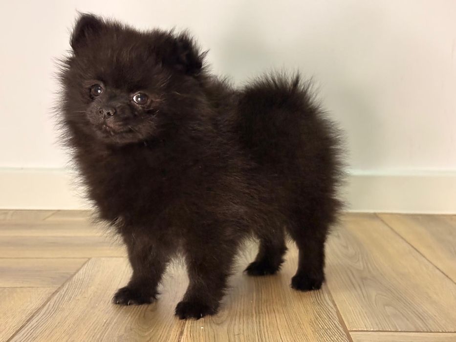 Vand fetita pomeranian