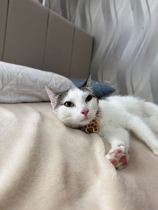 Кошка Лайма.. Стерилизована. 8 месяцев