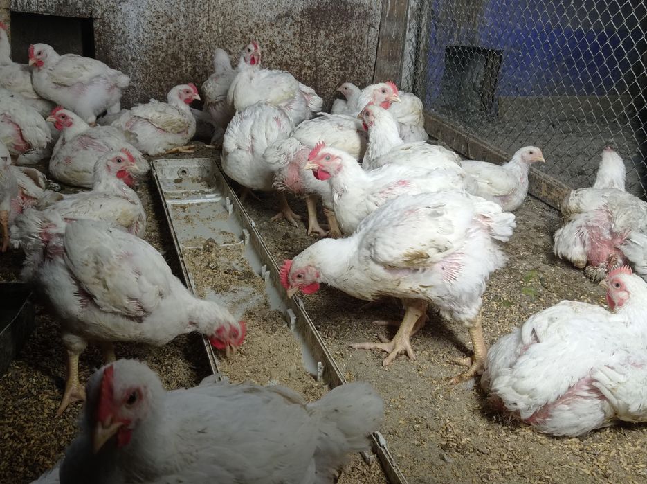 Продам бройлеров. Вывод 3 июня