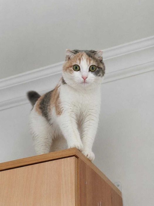 Красивая кошечка ищет дом